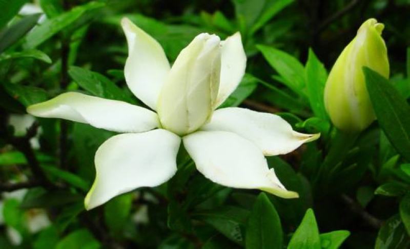 栀子花种子盆栽树苗四季开花老桩大叶四季种种籽子庭院多年生