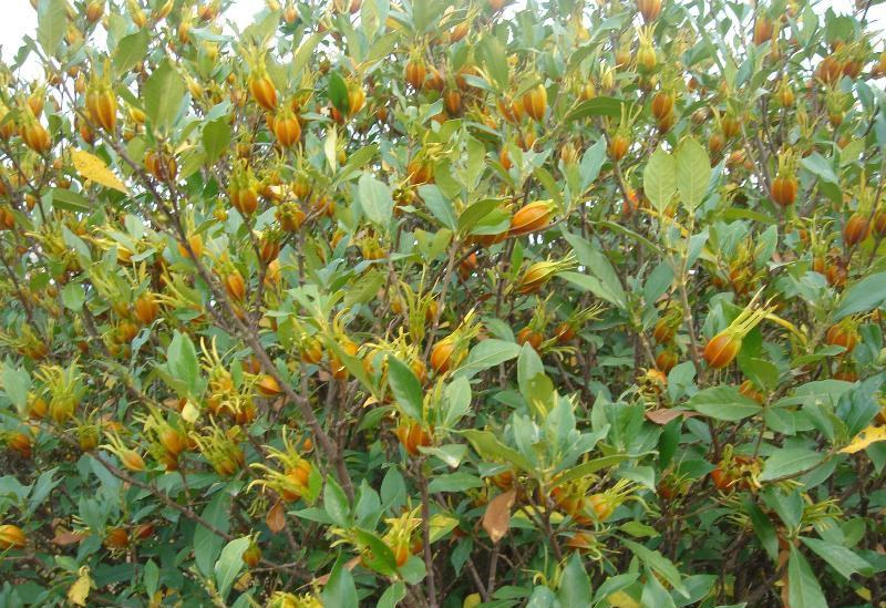 栀子花种子盆栽树苗四季开花老桩大叶四季种种籽子庭院多年生