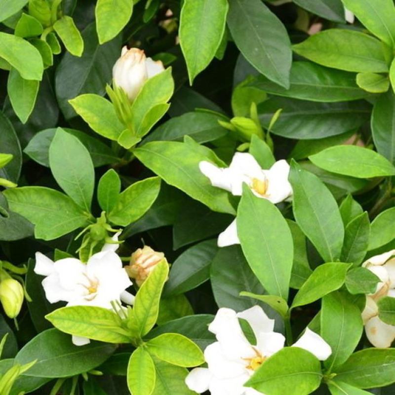 栀子花种子盆栽树苗四季开花老桩大叶四季种种籽子庭院多年生