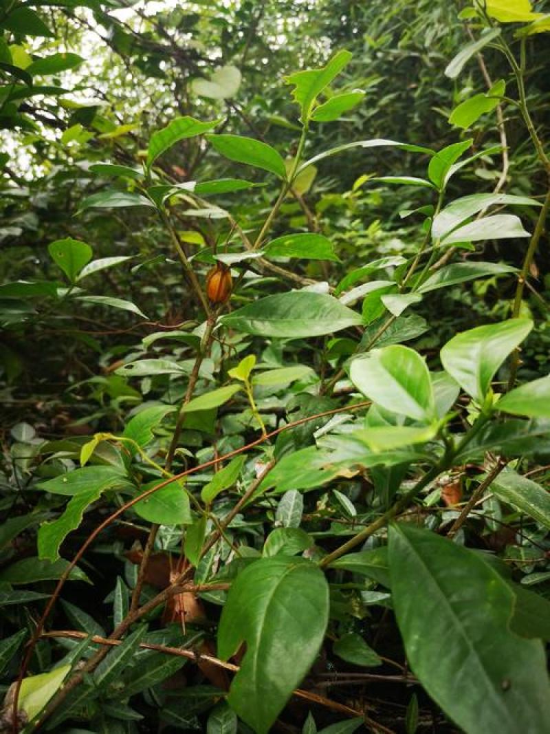 栀子花种子盆栽树苗四季开花老桩大叶四季种种籽子庭院多年生