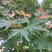 新采新种籽鸡爪槭种子鸡爪枫种子小叶鸡爪槭种子林木种子