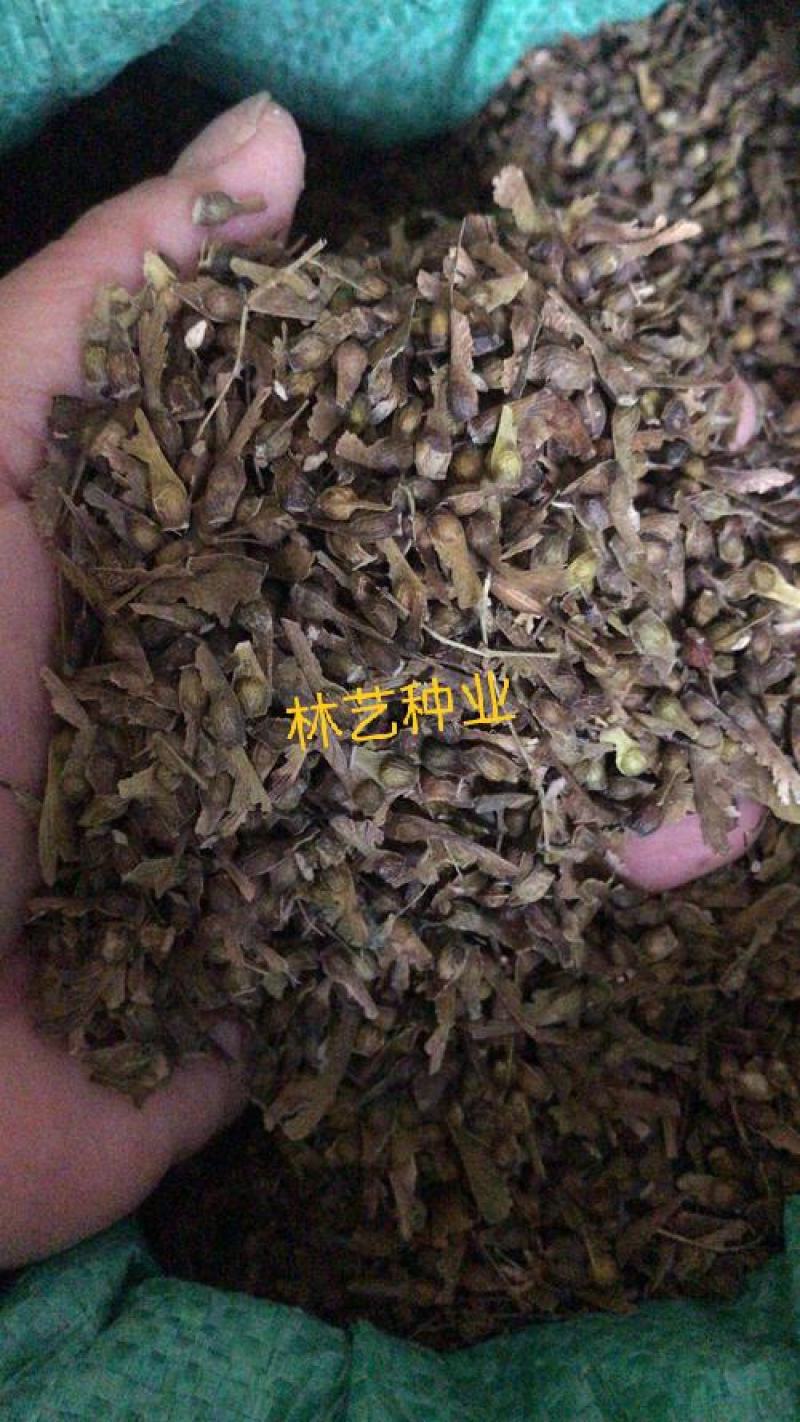 新采新种籽鸡爪槭种子鸡爪枫种子小叶鸡爪槭种子林木种子