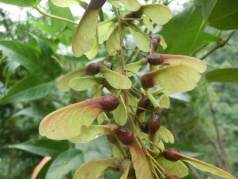 新采新种籽鸡爪槭种子鸡爪枫种子小叶鸡爪槭种子林木种子