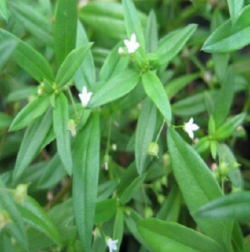 白花蛇舌草种子药材种子蛇脷草种子四季春秋播阳台盆栽十字草