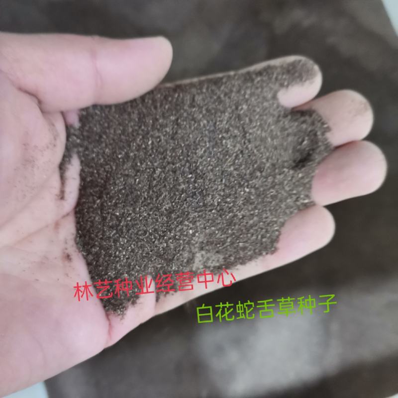 白花蛇舌草种子药材种子蛇脷草种子四季春秋播阳台盆栽十字草