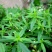 白花蛇舌草种子药材种子蛇脷草种子四季春秋播阳台盆栽十字草