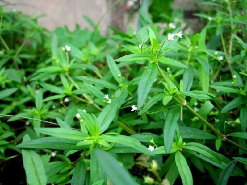 白花蛇舌草种子药材种子蛇脷草种子四季春秋播阳台盆栽十字草