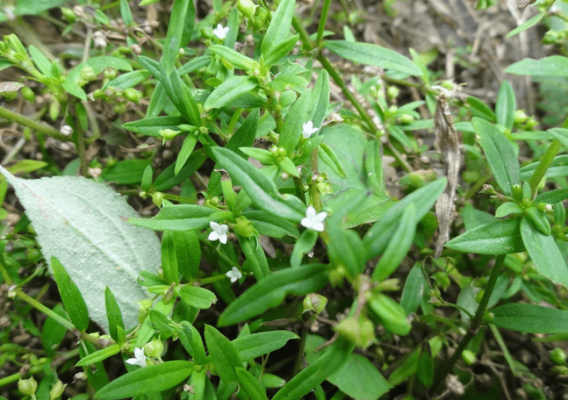 白花蛇舌草种子药材种子蛇脷草种子四季春秋播阳台盆栽十字草