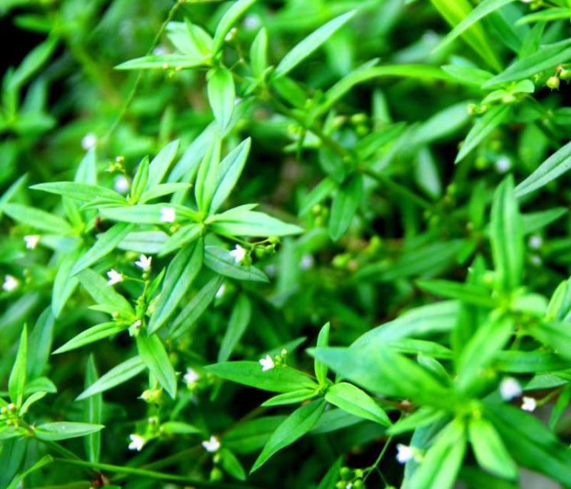 白花蛇舌草种子药材种子蛇脷草种子四季春秋播阳台盆栽十字草