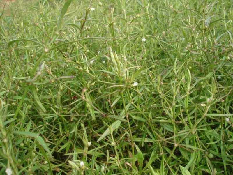 白花蛇舌草种子药材种子蛇脷草种子四季春秋播阳台盆栽十字草