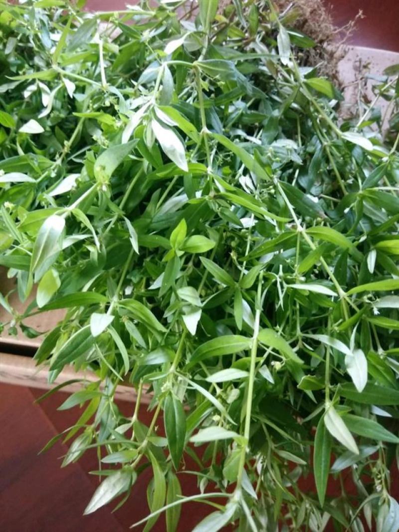 白花蛇舌草种子药材种子蛇脷草种子四季春秋播阳台盆栽十字草