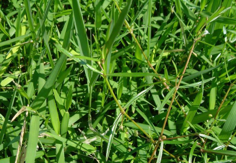 白花蛇舌草种子药材种子蛇脷草种子四季春秋播阳台盆栽十字草