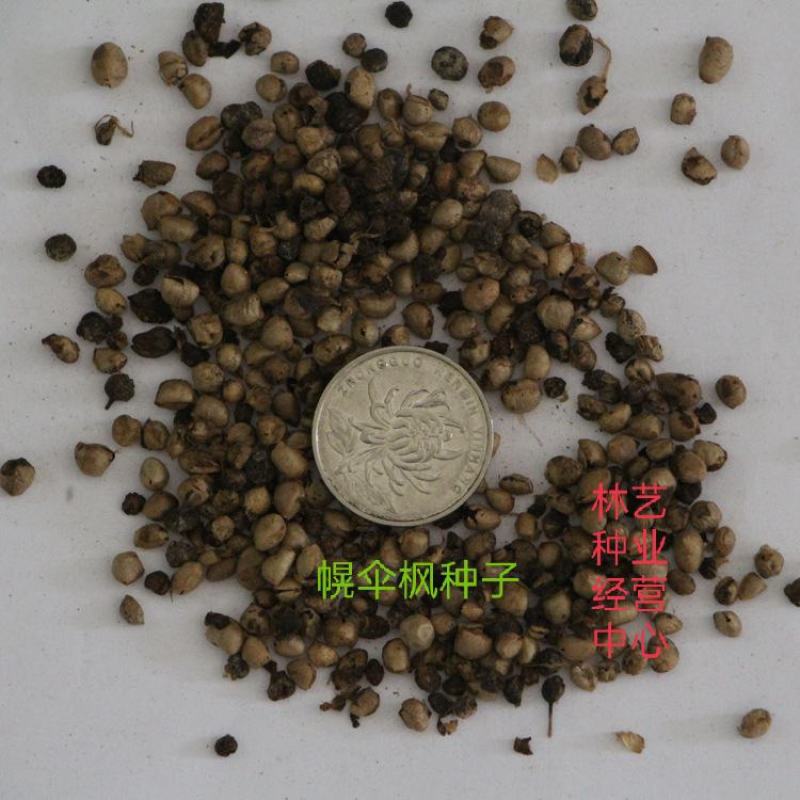 幌伞枫种子林木种籽广伞枫富贵树晃伞枫种籽