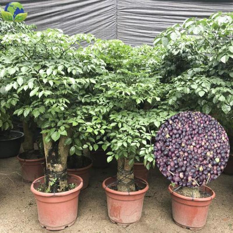 幌伞枫种子林木种籽广伞枫富贵树晃伞枫种籽