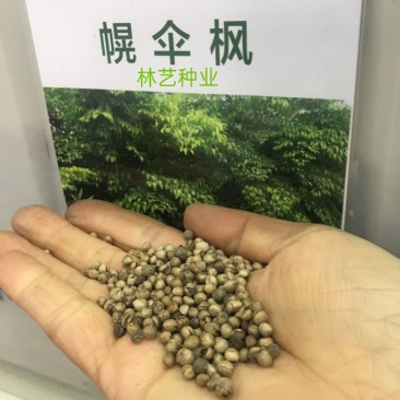 幌伞枫种子林木种籽广伞枫富贵树晃伞枫种籽