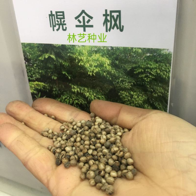 幌伞枫种子林木种籽广伞枫富贵树晃伞枫种籽