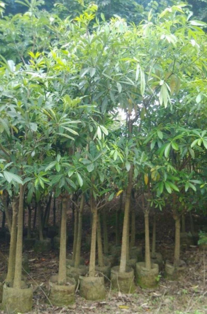 幌伞枫种子林木种籽广伞枫富贵树晃伞枫种籽