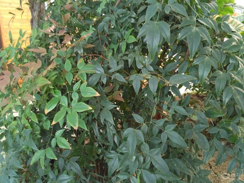 幌伞枫种子林木种籽广伞枫富贵树晃伞枫种籽