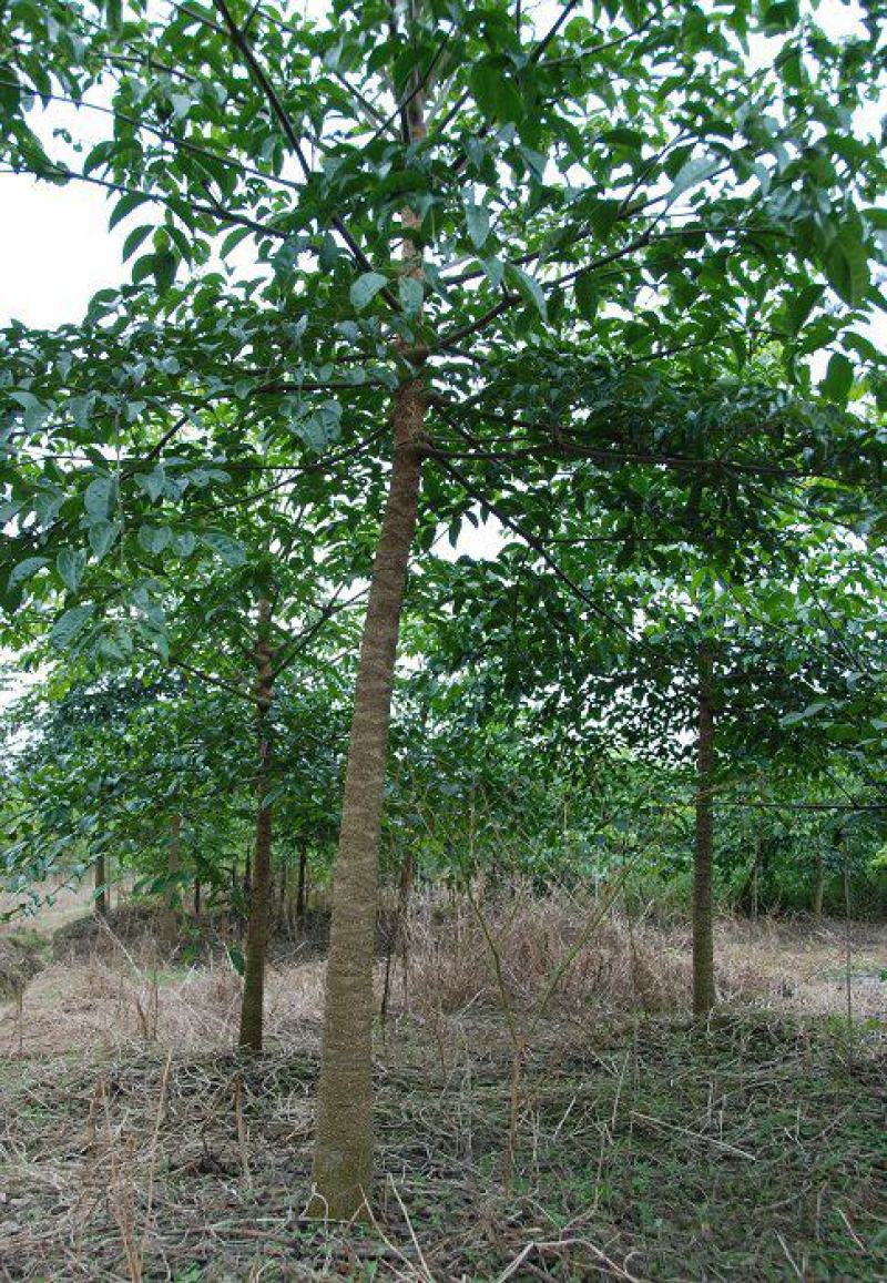 幌伞枫种子林木种籽广伞枫富贵树晃伞枫种籽