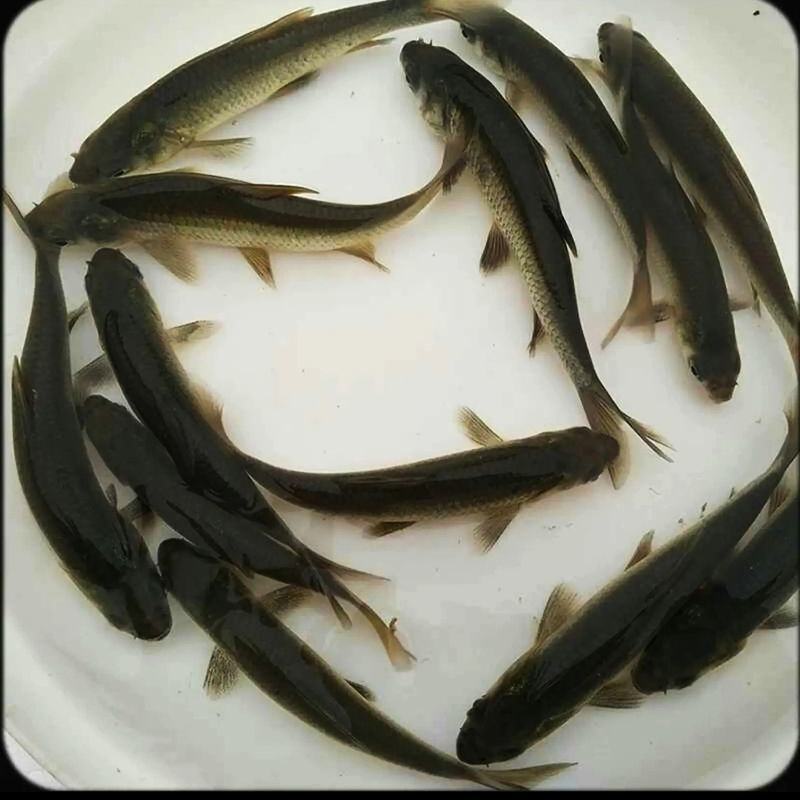黑鯇苗大量有货常年供应欢迎全国老板采购