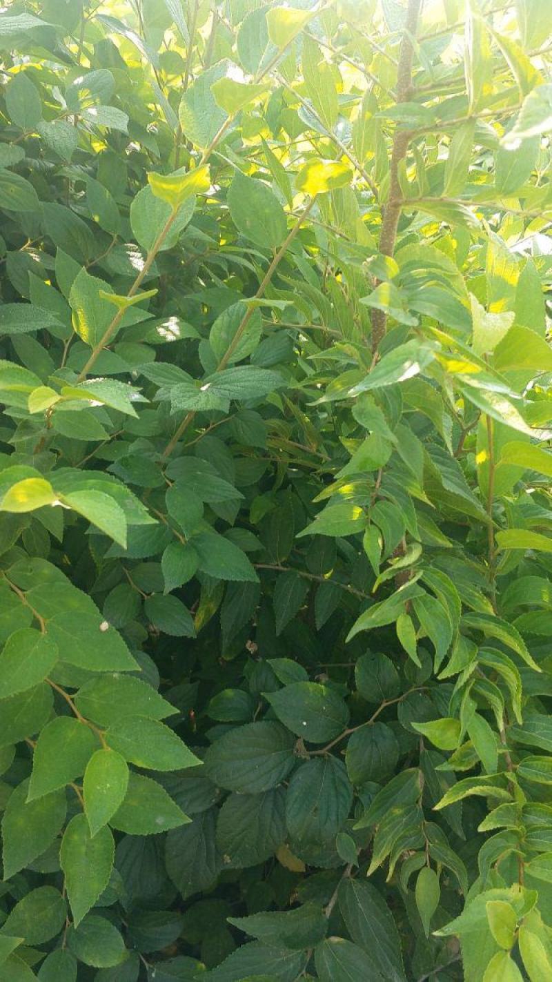 朴树种子大叶小叶朴树种籽黄果朴白麻子朴榆朴仔树沙朴庭院