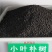 朴树种子大叶小叶朴树种籽黄果朴白麻子朴榆朴仔树沙朴庭院