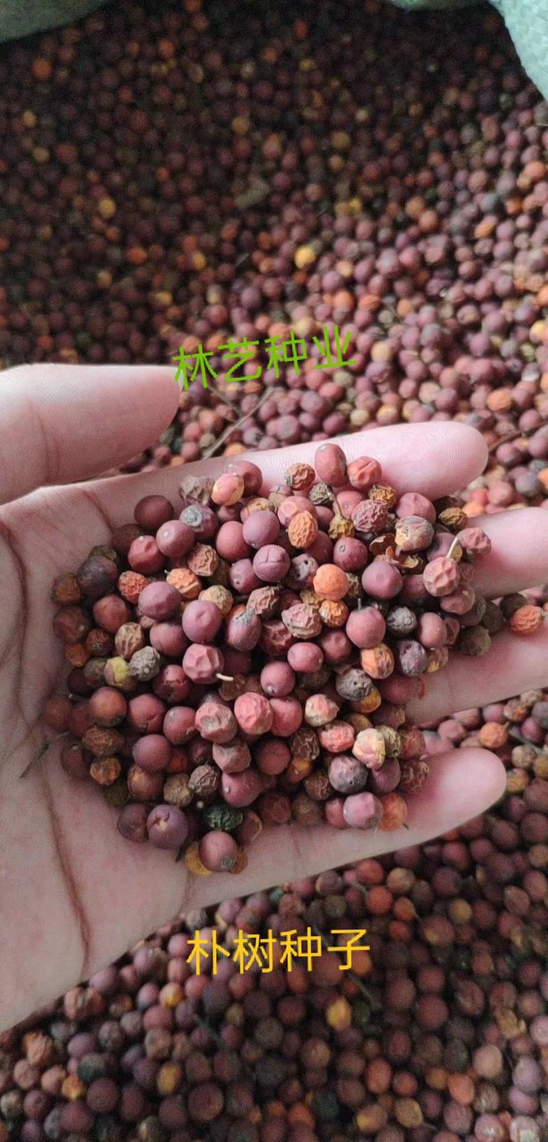 朴树种子大叶小叶朴树种籽黄果朴白麻子朴榆朴仔树沙朴庭院