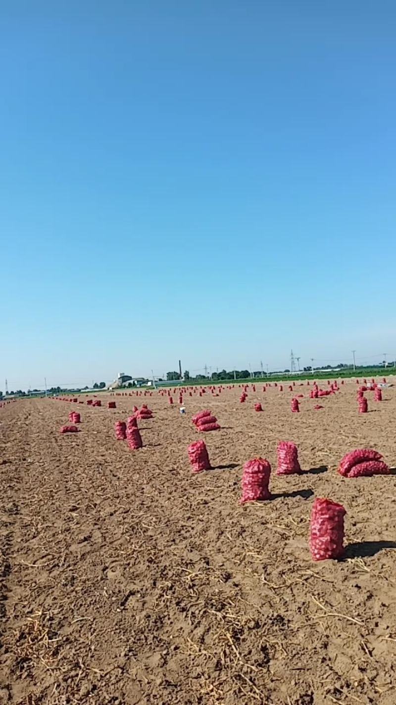 辽宁锦州北镇的大瓣蒜，以个头大，色泽紫，闻名东北