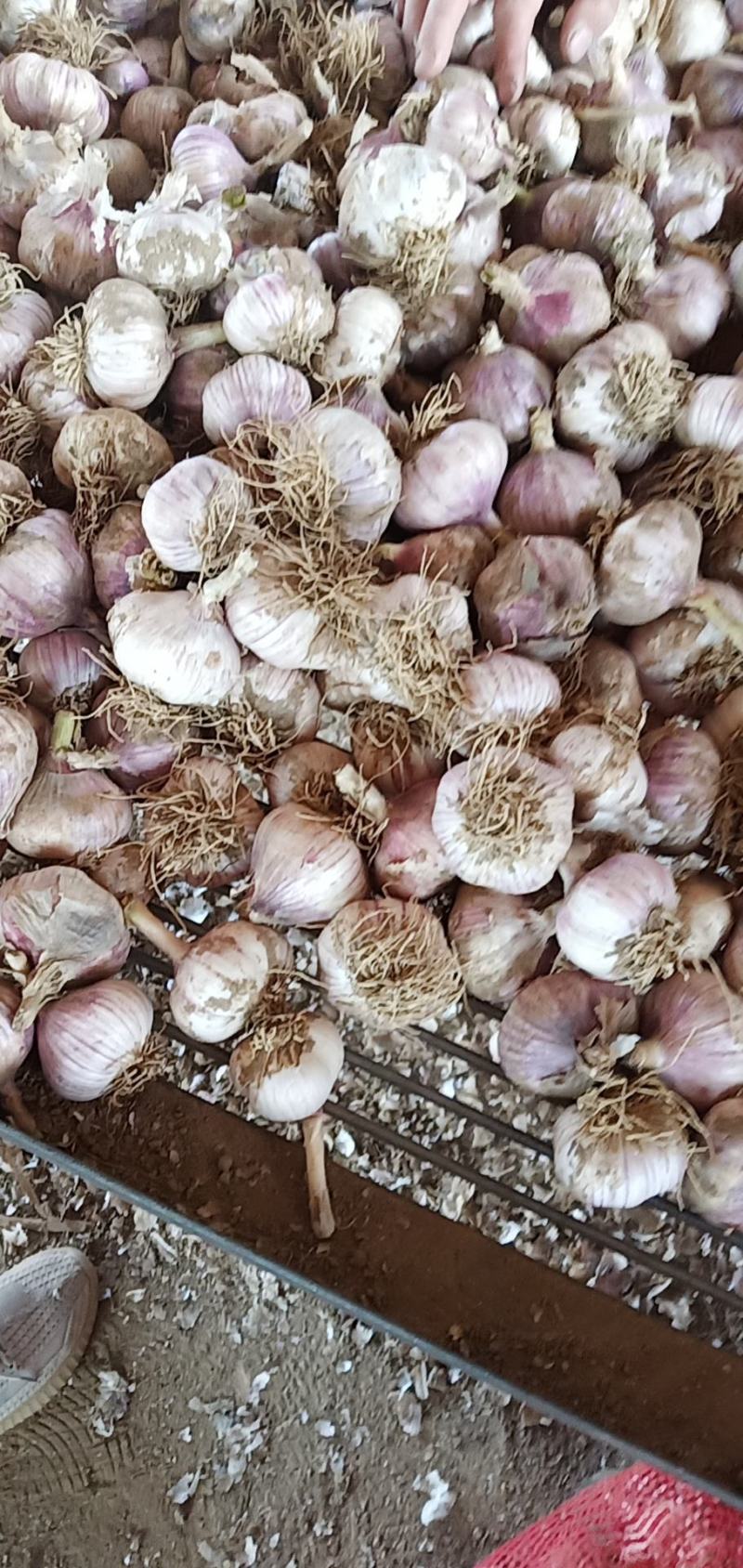 辽宁锦州北镇的大瓣蒜，以个头大，色泽紫，闻名东北