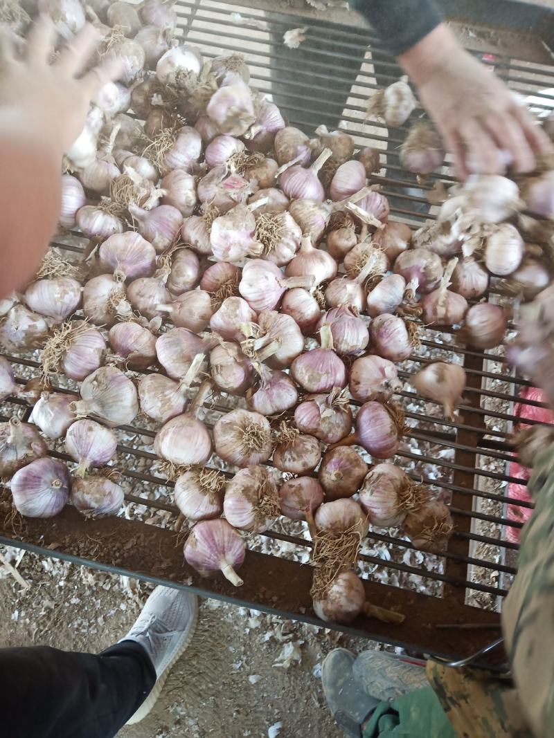 辽宁锦州北镇的大瓣蒜，以个头大，色泽紫，闻名东北