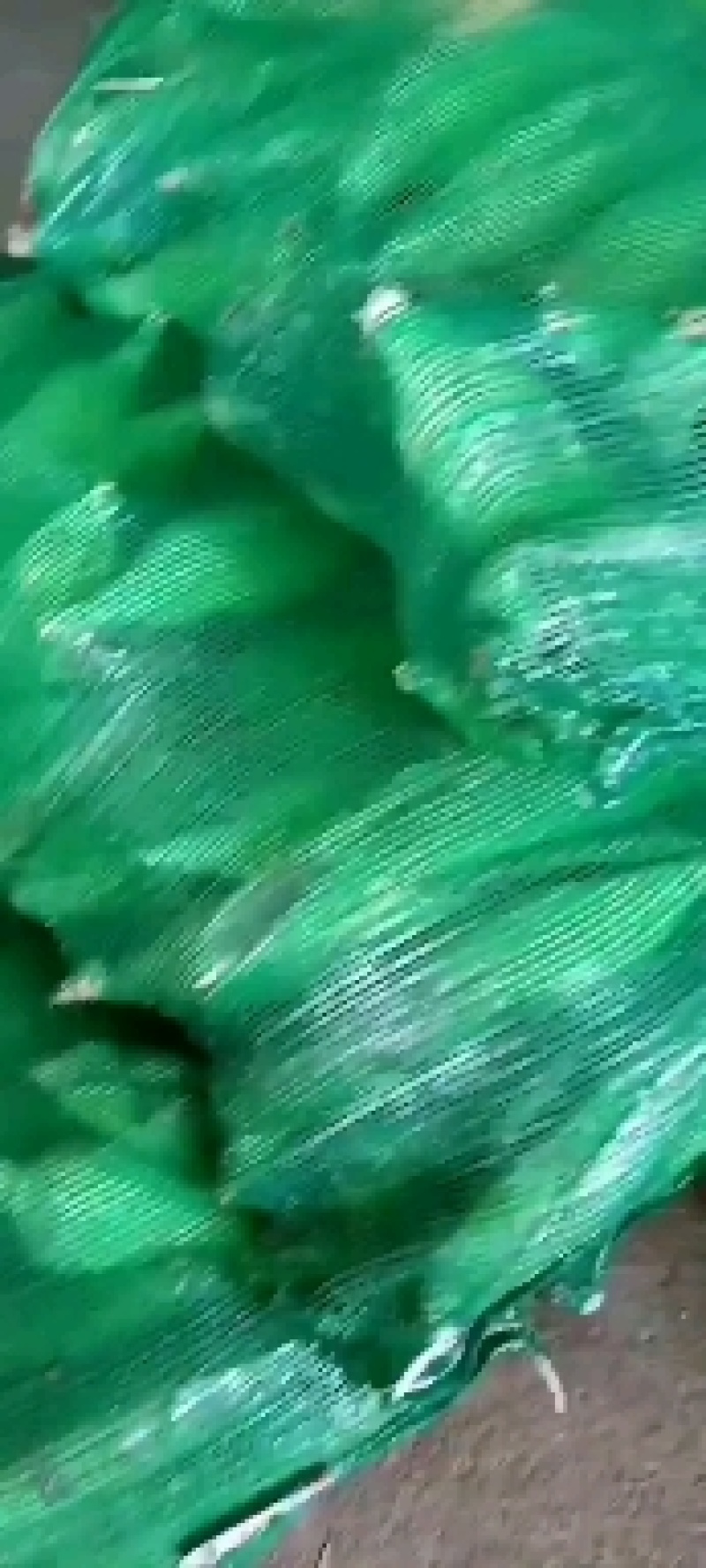 甜玉米