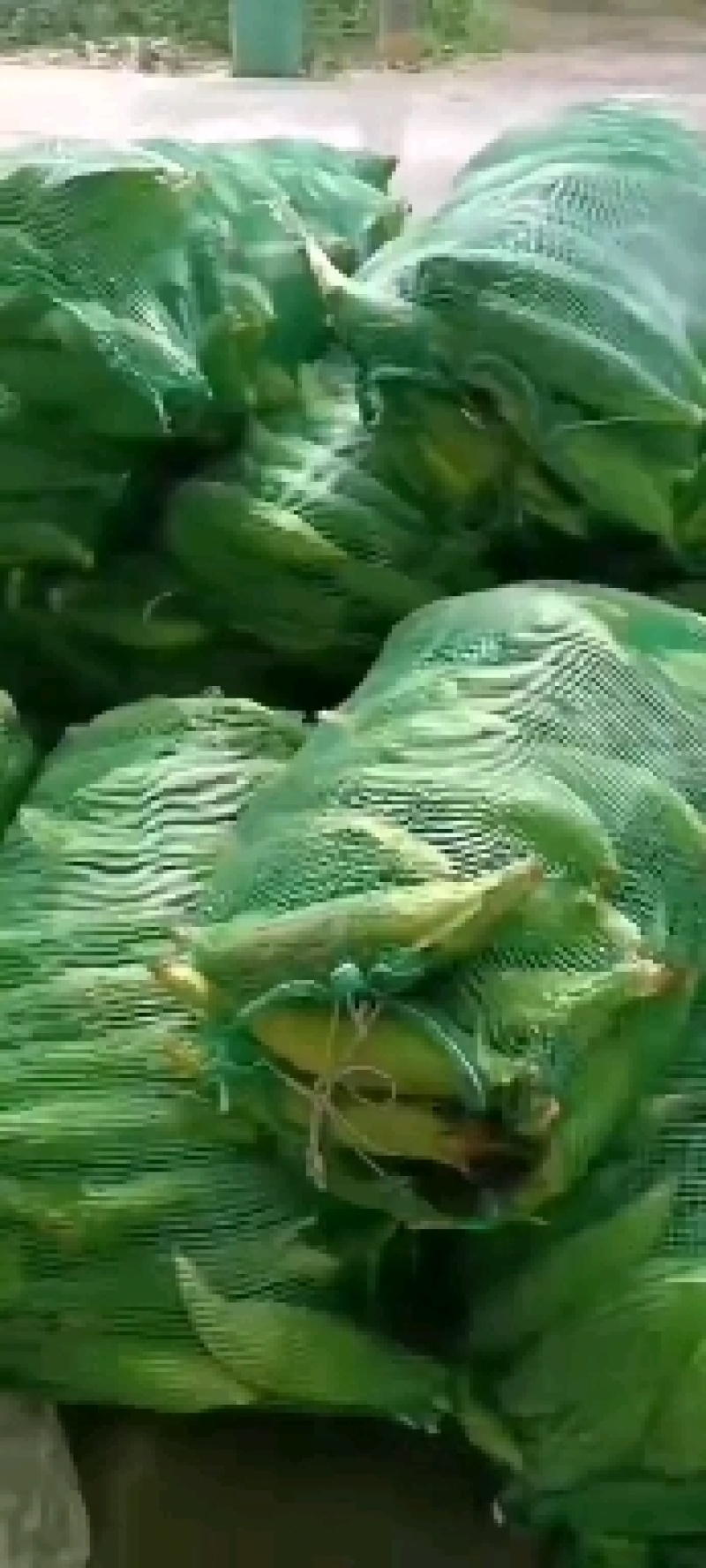 甜玉米