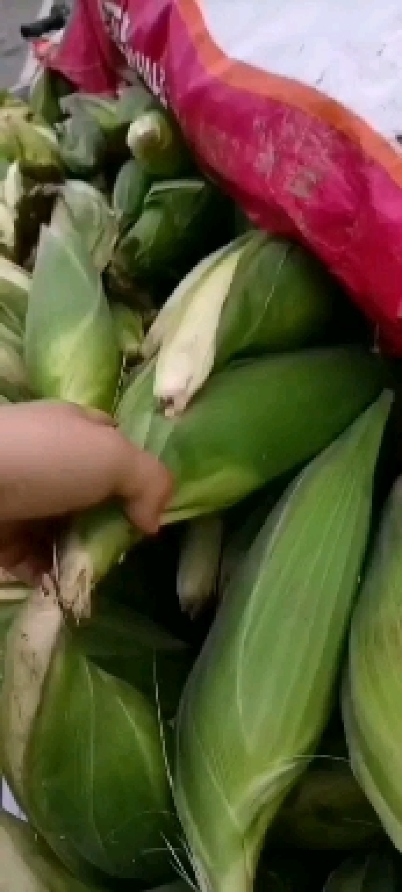 甜玉米