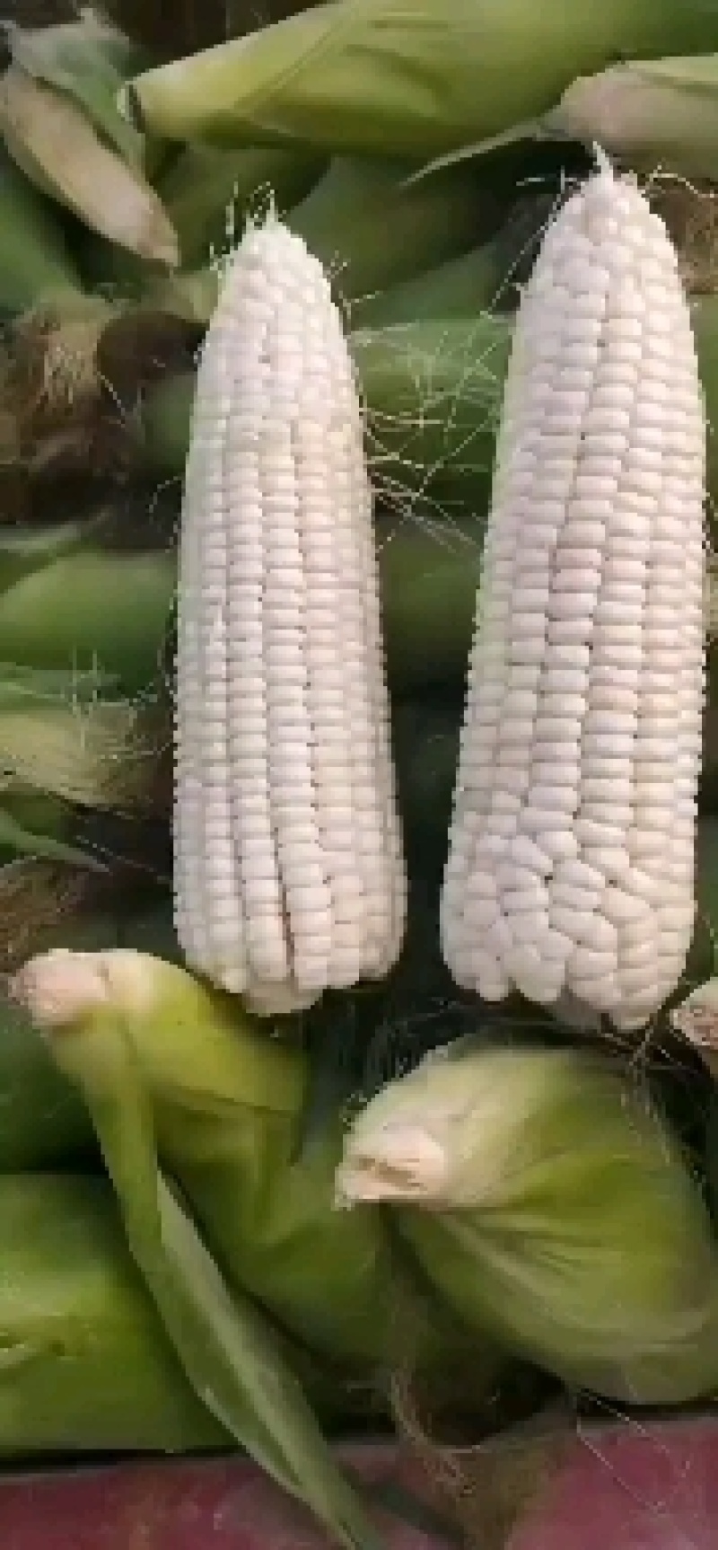 甜玉米