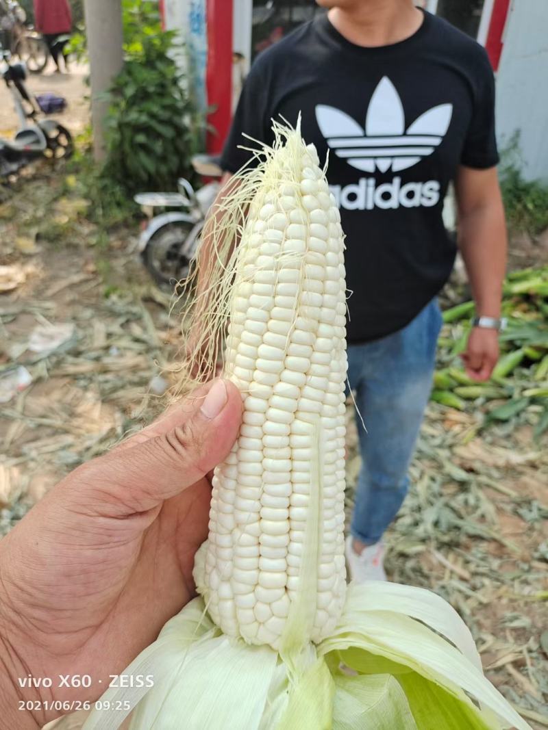 甜玉米