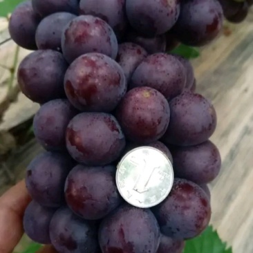 金乡软枝葡萄1级到3级果