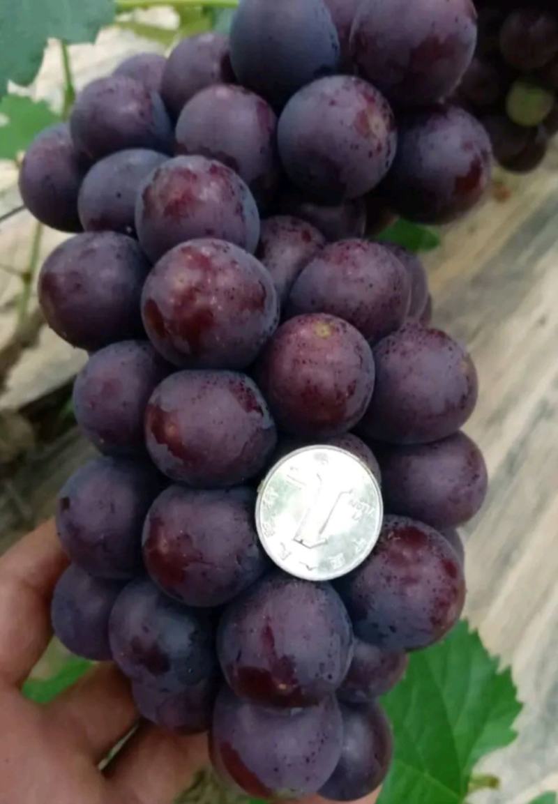 金乡软枝葡萄1级到3级果