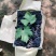 【河北昌黎葡萄沟】玫瑰香，无核玫瑰香，新鲜采摘产地直发