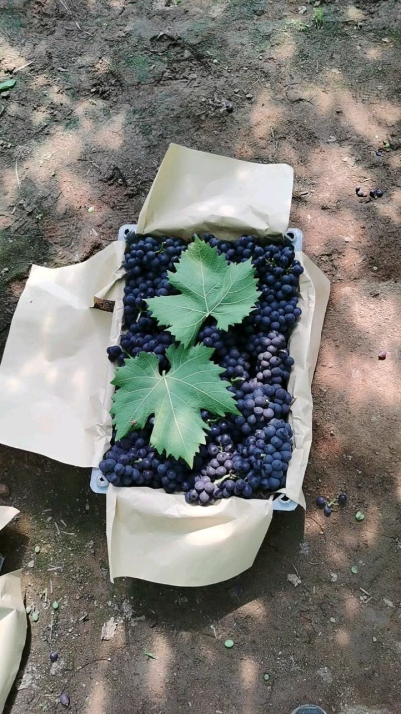 【河北昌黎葡萄沟】玫瑰香，无核玫瑰香，新鲜采摘产地直发