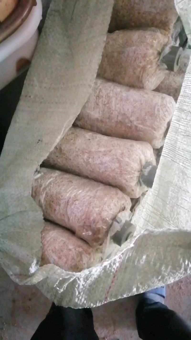 赤松茸菌种大球盖菇菌种，食用菌菌种菌包菌棒