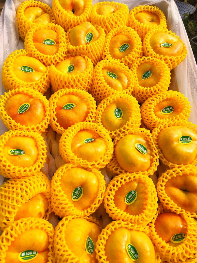 油蟠桃