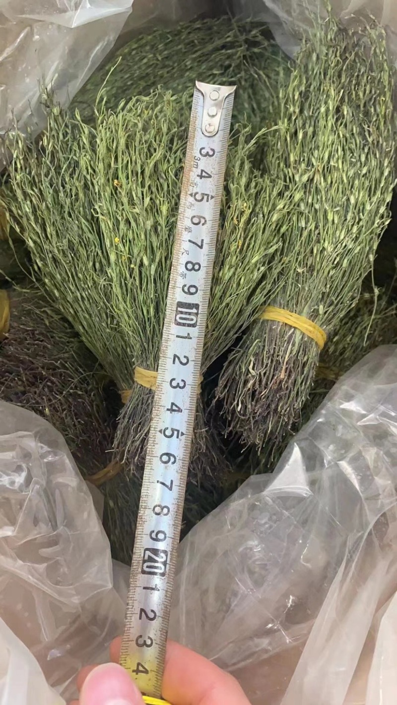 越南独脚金软骨细脚野生独脚金新货味香浓颜色绿15cm