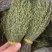 越南独脚金软骨细脚野生独脚金新货味香浓颜色绿15cm