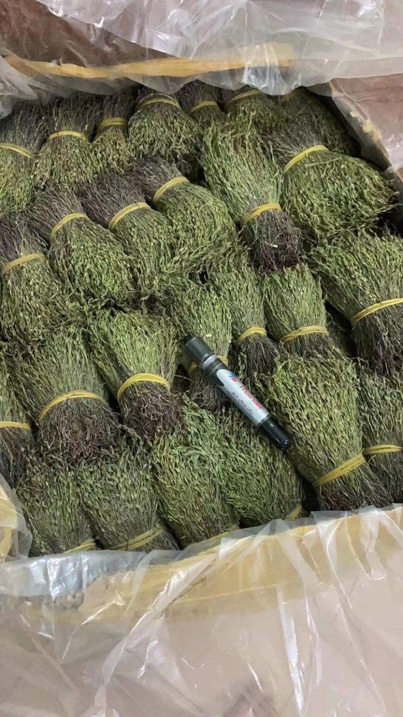 越南独脚金软骨细脚野生独脚金新货味香浓颜色绿15cm