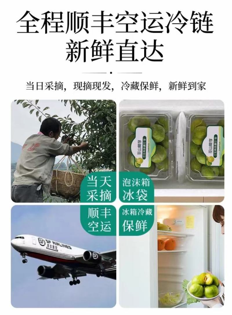 中国百强标志性品牌巫山脆李，青脆李（一件代发）