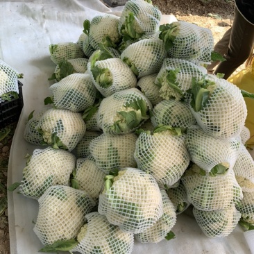 甘肃有机蔬菜.散花、大量上市批发、散花装冷藏发车、