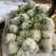 甘肃有机蔬菜.散花、大量上市批发、散花装冷藏发车、