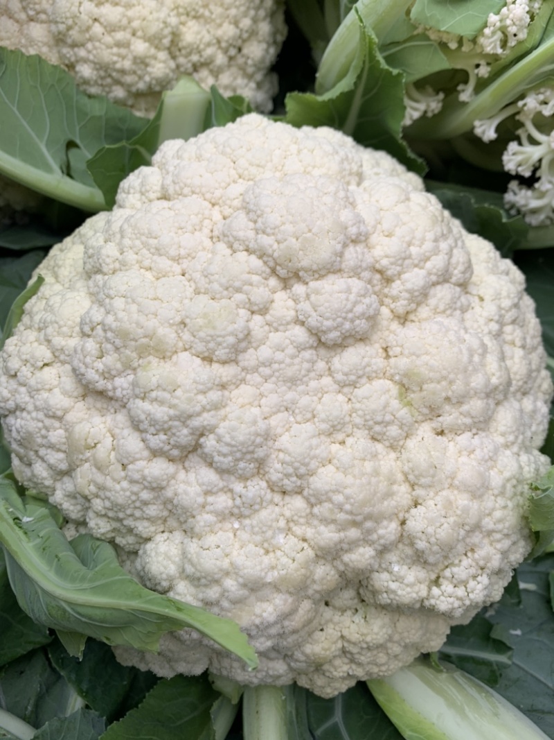 甘肃有机蔬菜.散花、大量上市批发、散花装冷藏发车、