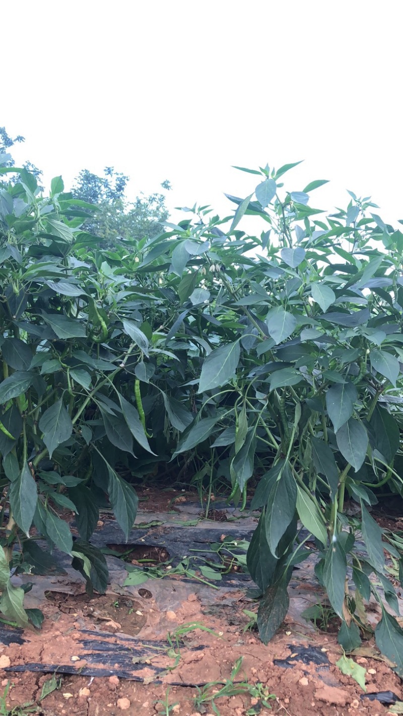新鲜优质露天线椒一手货源产地直销量大从优诚信经营