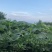 新鲜优质露天线椒一手货源产地直销量大从优诚信经营